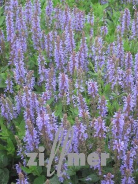 Salvia nemorosa 'Heaven in Blue' Шалфей дубравный